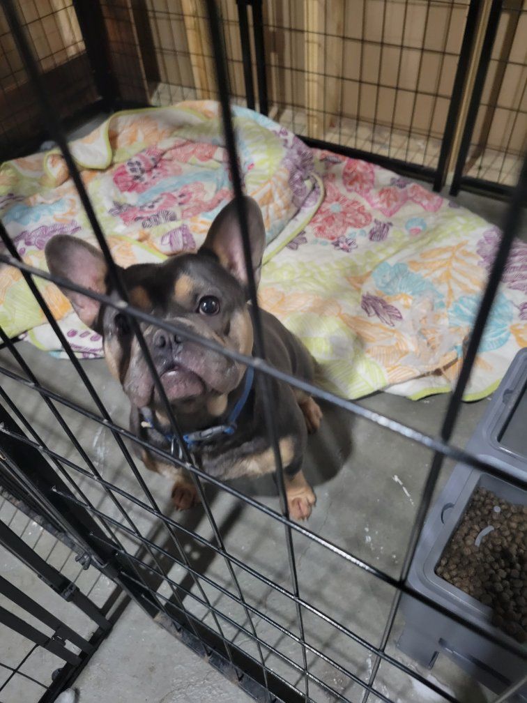 1 year old frenchie for sale