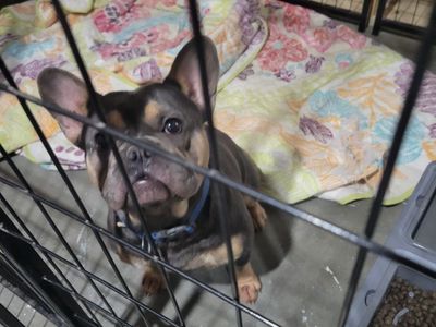 1 year old frenchie for sale