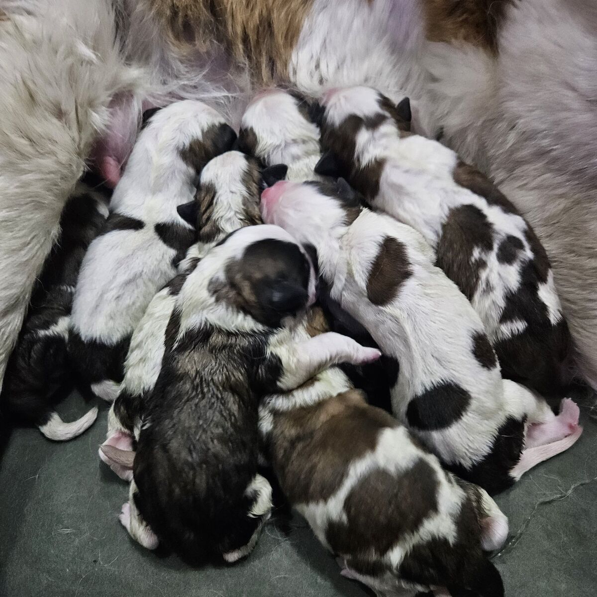 St Bernard Puppies