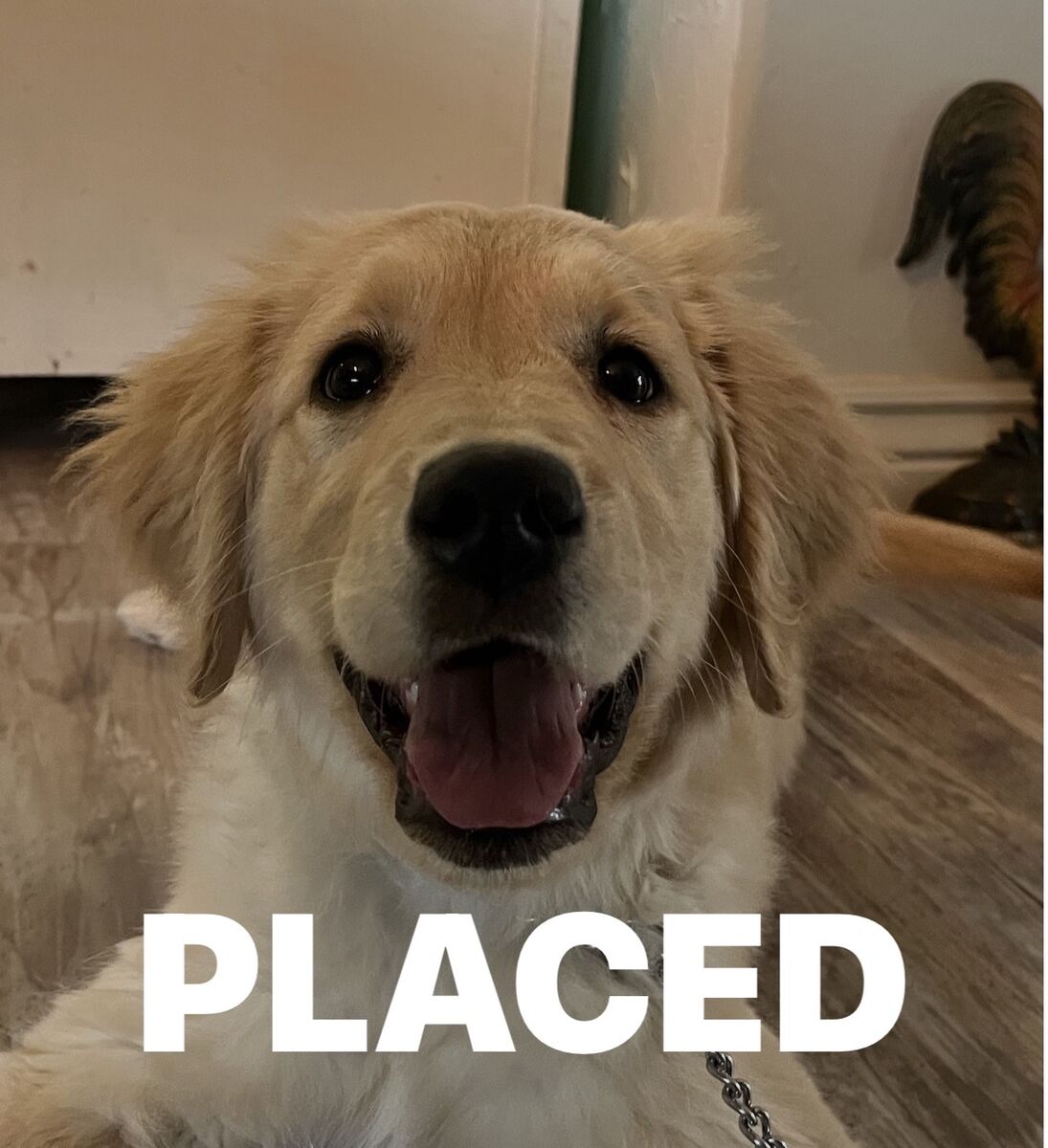 AKC TRAINED Golden Retriever, Service, Labrador