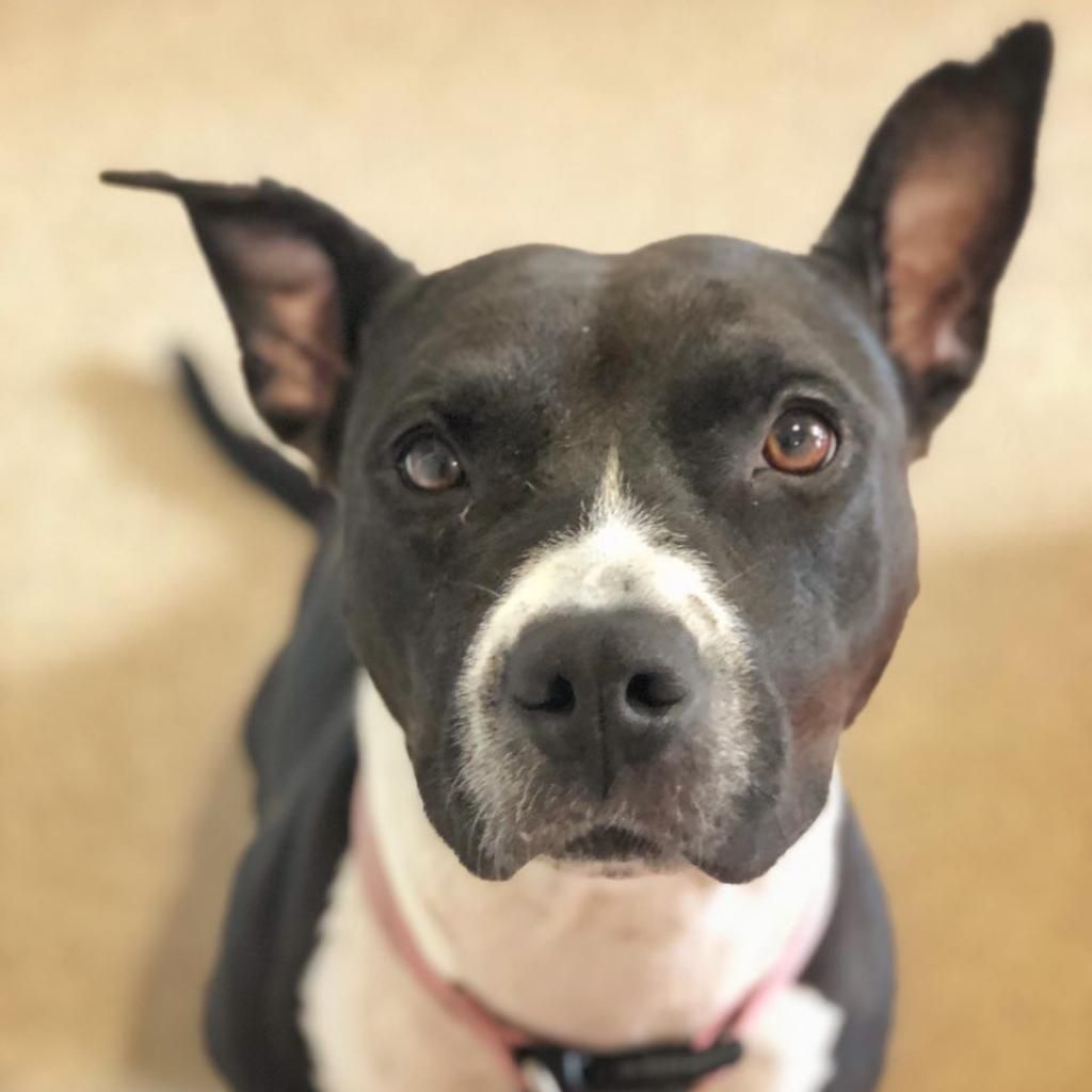 Hello my name is Tequila Rose