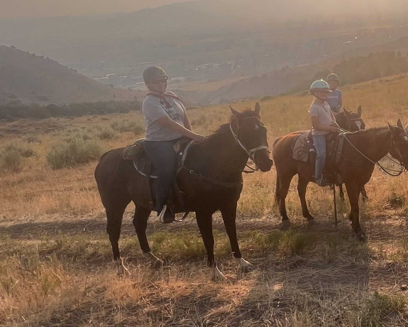 11 Year Old Mountain Horse