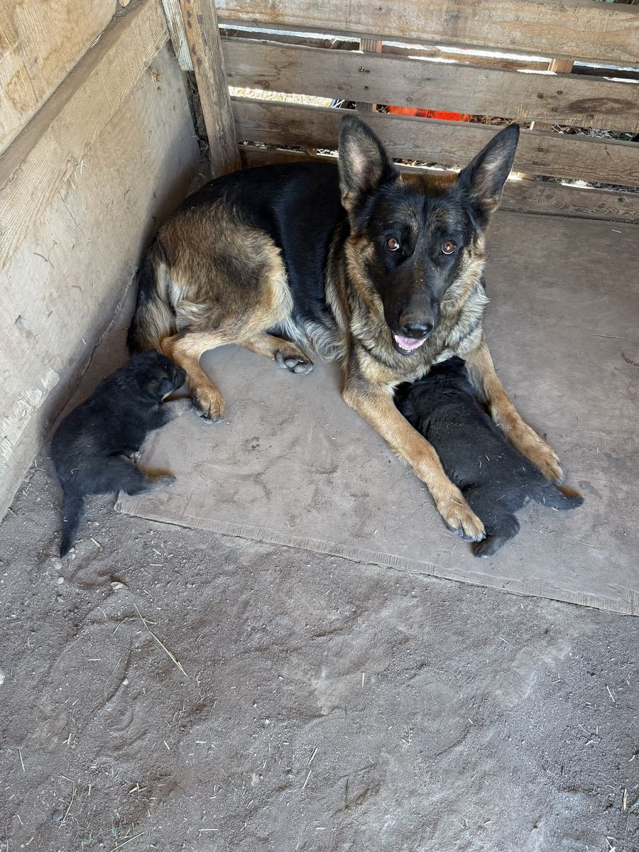 AKC German Shepherd, puppies for sale