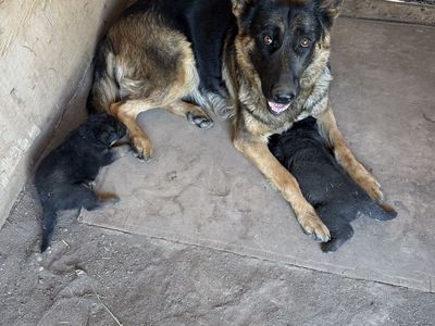 AKC German Shepherd, puppies for sale