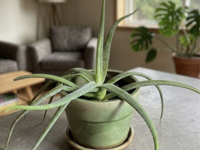Mature Live Aloe Vera Plant in Pot