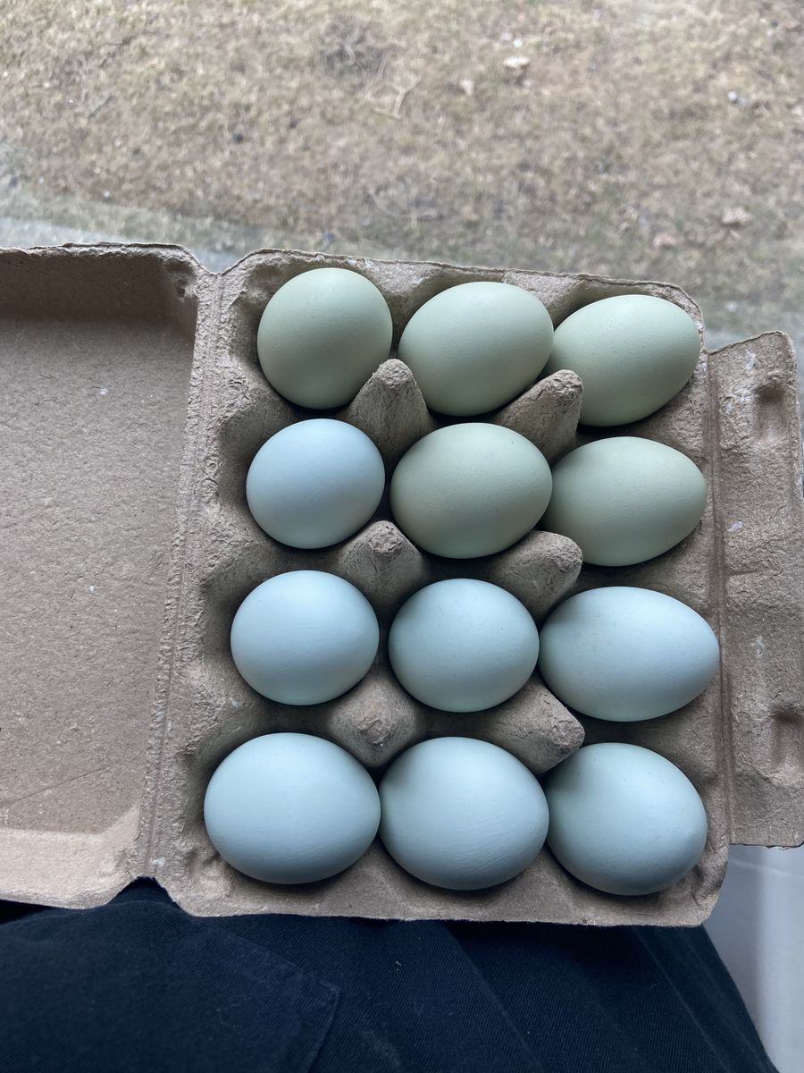 Ameraucana Hatching Eggs