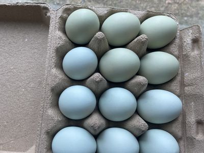 Ameraucana Hatching Eggs