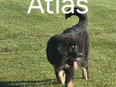 Rocky mountain mastiff