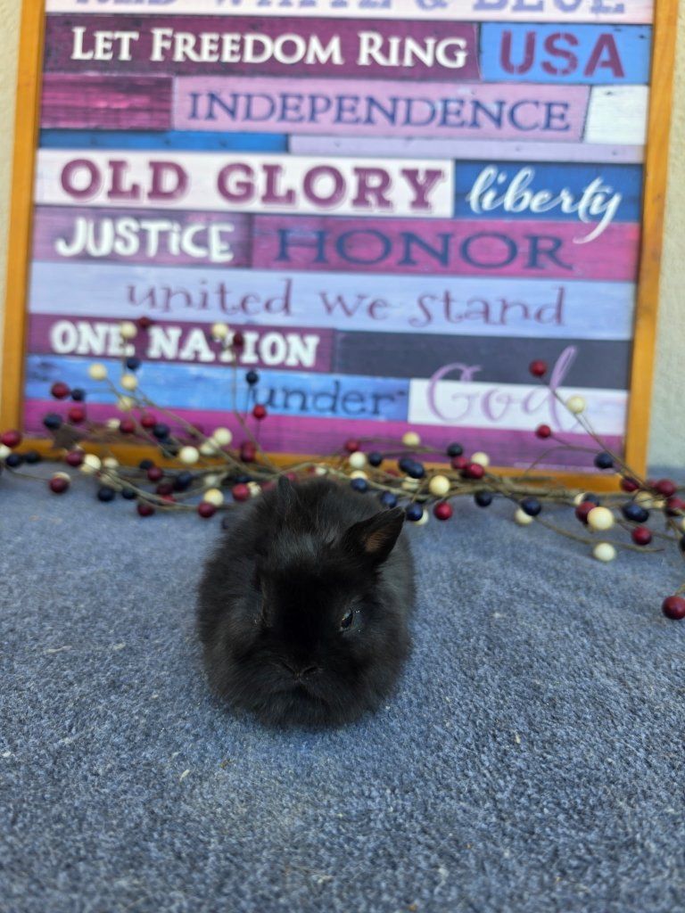 Adorable  Black (Chocolate Carrier) Netherland Dwarf Buck