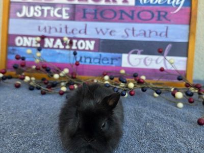 Adorable Black (Chocolate Carrier) Netherland Dwarf Buck