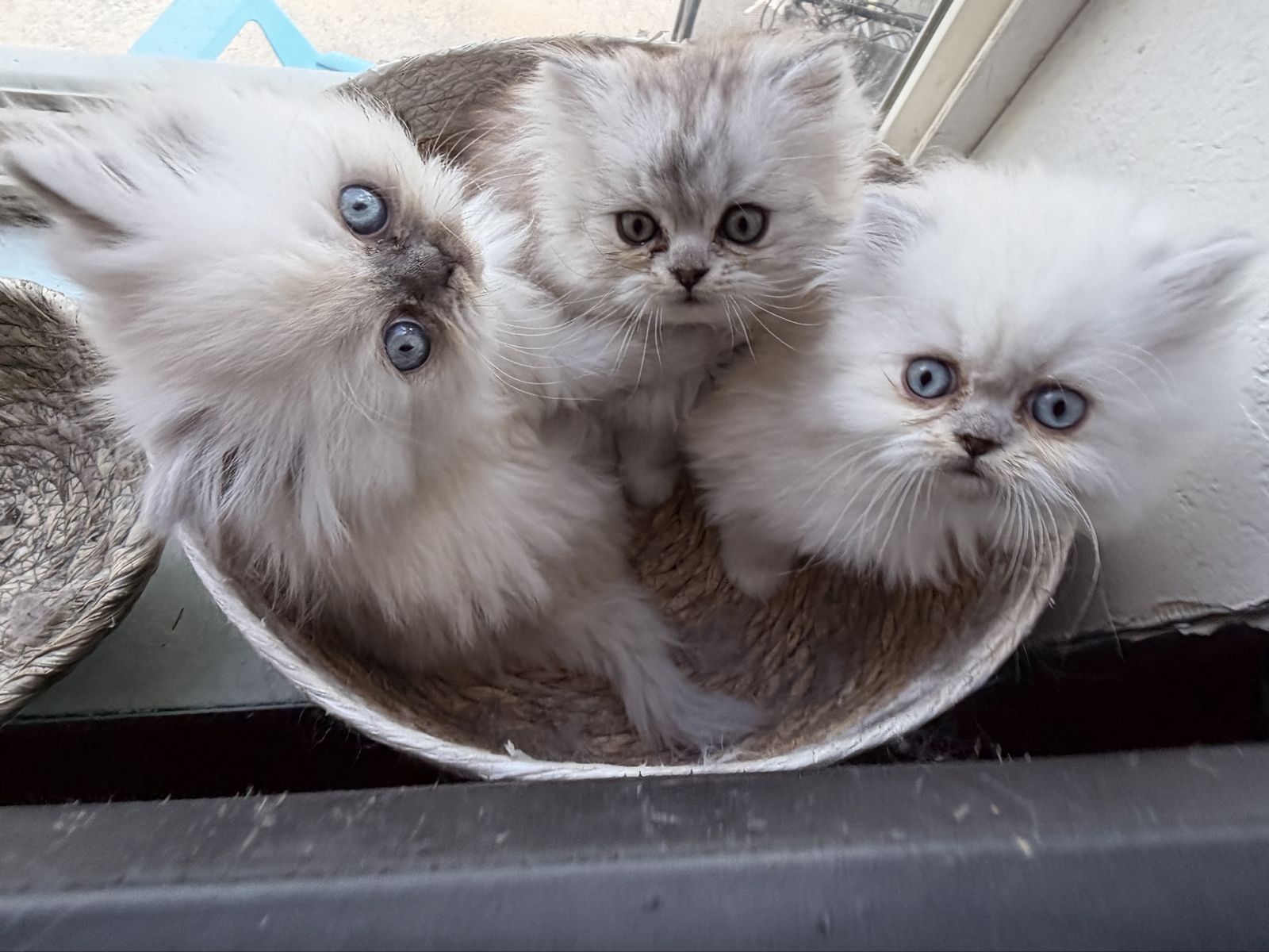 Adorable Purebred Doll Face Persian Kittens!