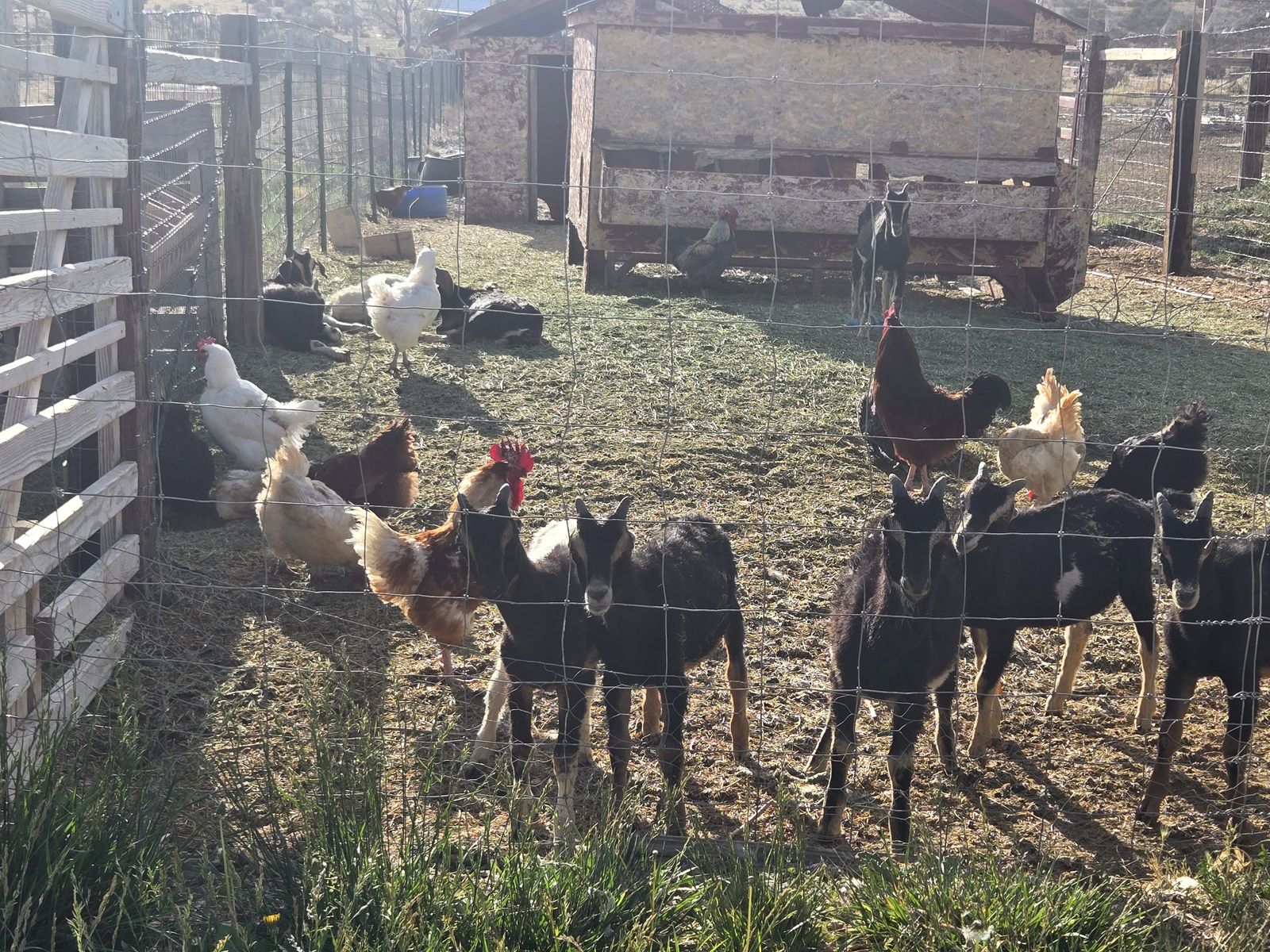 Nubian Nanny Goats and Lamancha Billy Goats