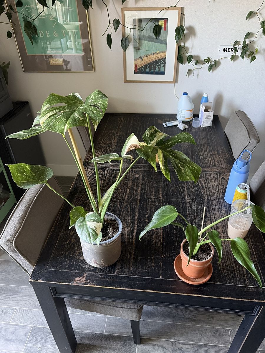 Monstera Burle Marx Flame and Monstera Thai Constellation Bundle