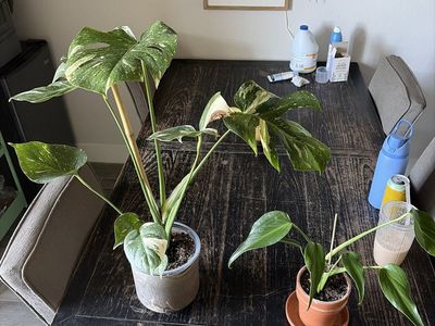 Monstera Burle Marx Flame and Monstera Thai Constellation Bundle