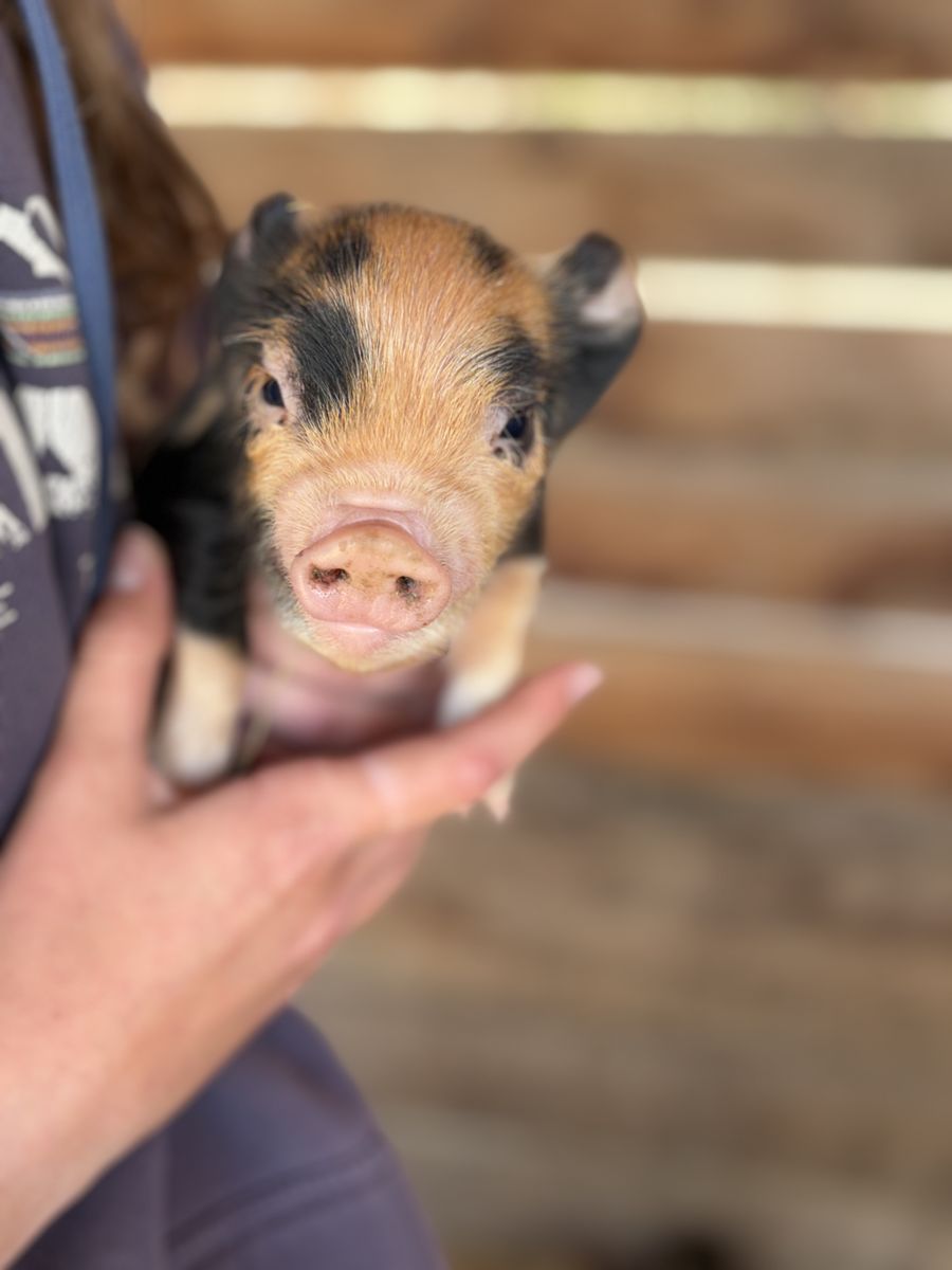 KuneKune piglets from exceptional mom
