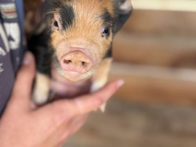 KuneKune piglets from exceptional mom