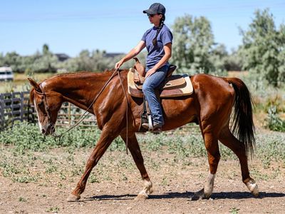 Registered Half-Arabian Gelding
