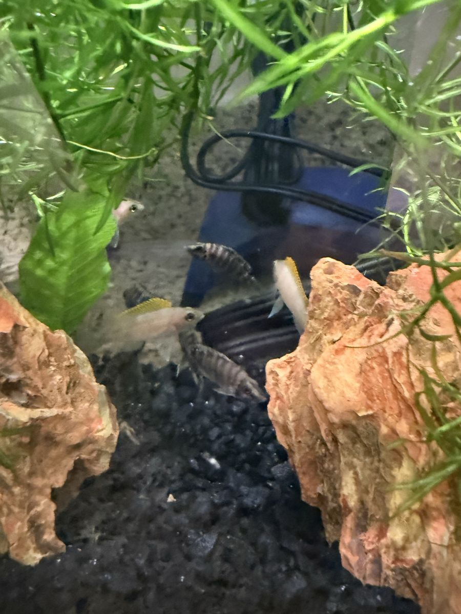 Altolamprologus compressiceps Black