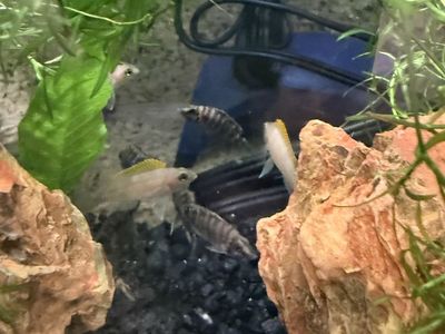 Altolamprologus compressiceps Black