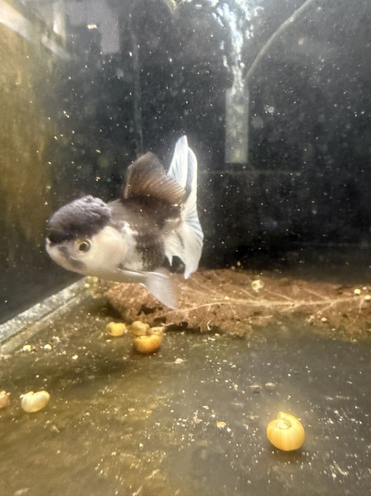 Panda Oranda Goldfish