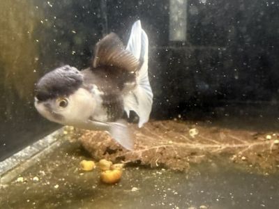 Panda Oranda Goldfish