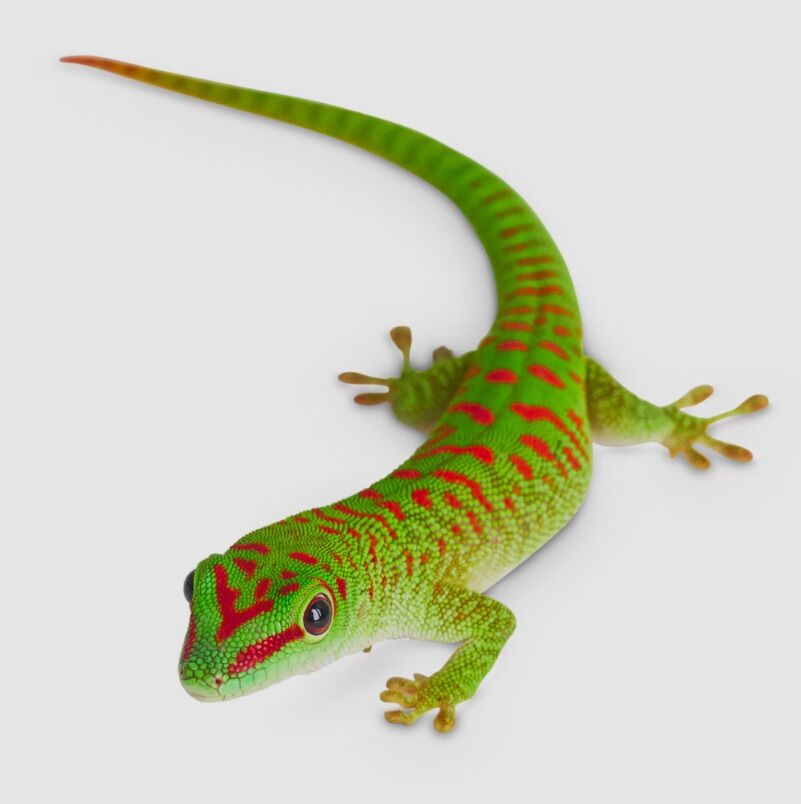 HUGE SALE Giant Day Geckos