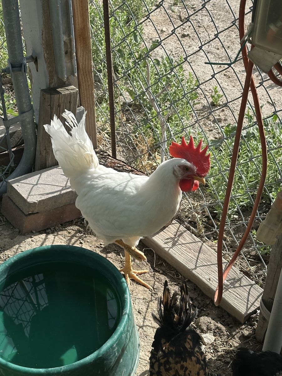 White Leghorn rooster
