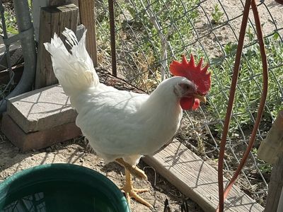 White Leghorn rooster