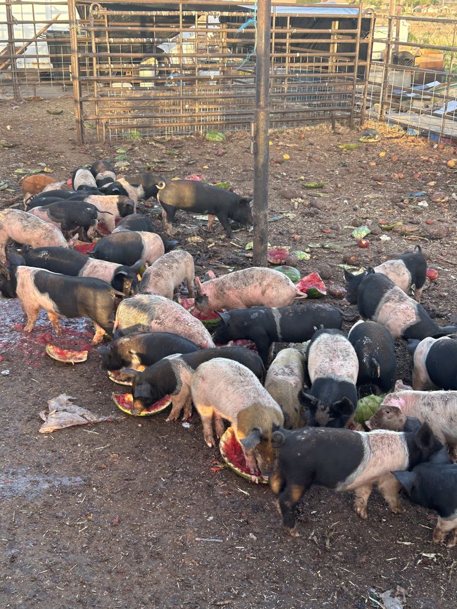 Pigs