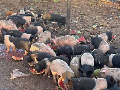 Pigs