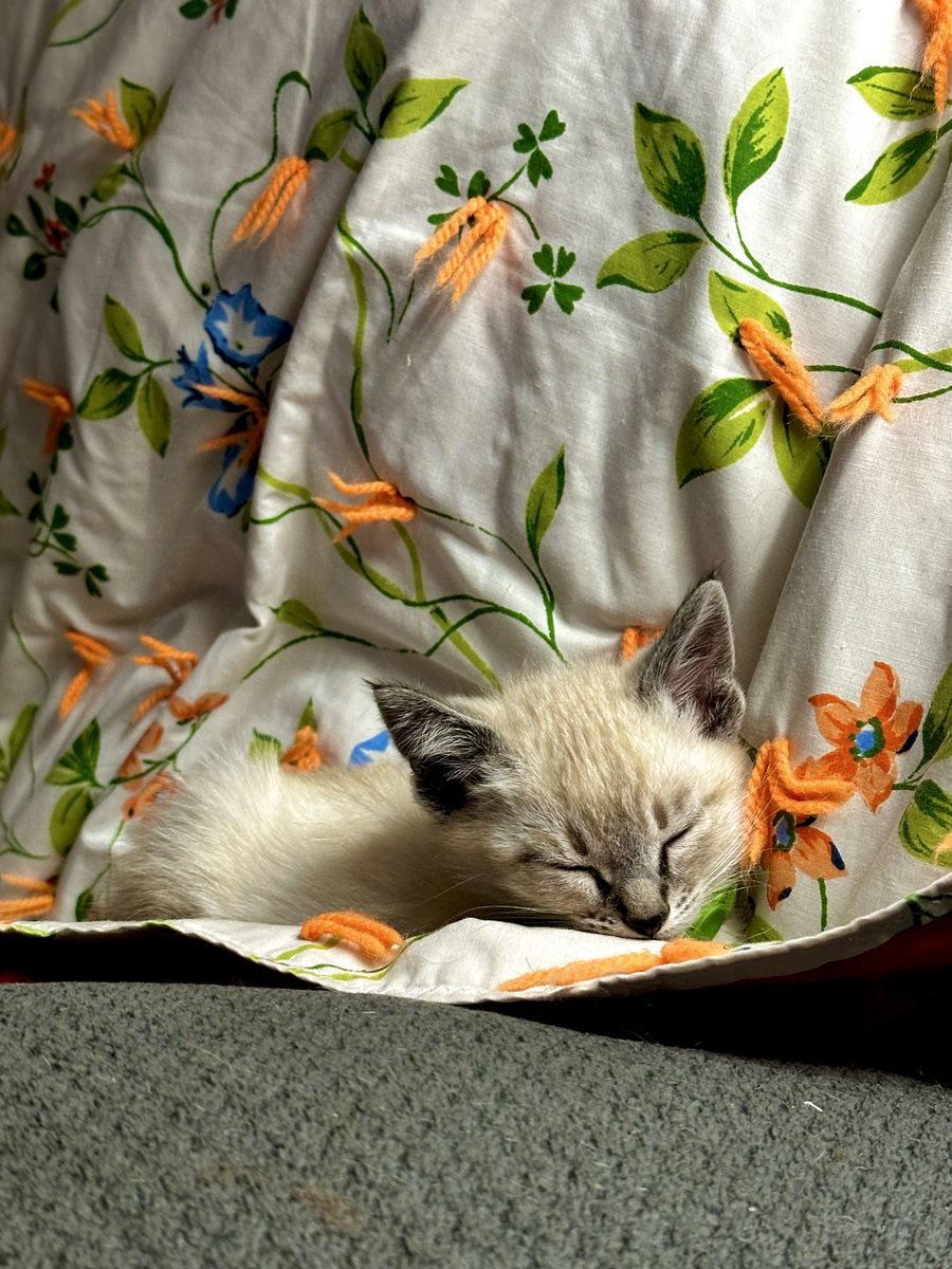 Ragdoll bengal mix