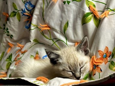 Ragdoll bengal mix
