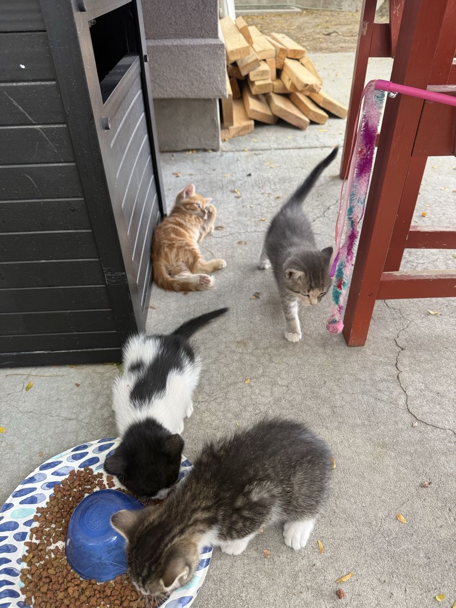 Cutest ever kittens, 3 males one female, 7 weeks. Orange and black and white one are gone