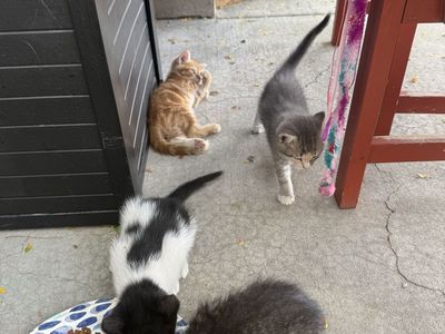 Cutest ever kittens, 3 males one female, 7 weeks. Orange and black and white one are gone