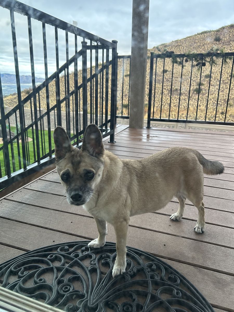 FREE Dog Pug Corgi Mix - Lila - Sweet Girl Puppy