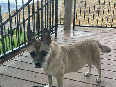 FREE Dog Pug Corgi Mix - Lila - Sweet Girl Puppy