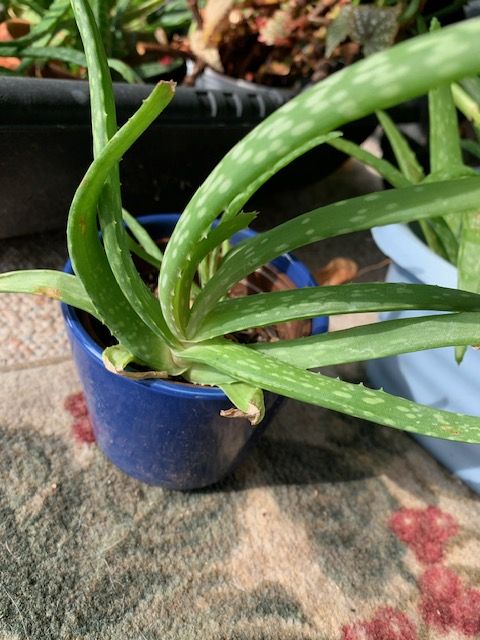 Aloe, Jade, Hoya, Golden pothos, Russian Sage starts sale 