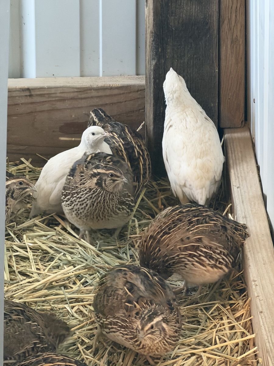 Jumbo Coturnix Quail