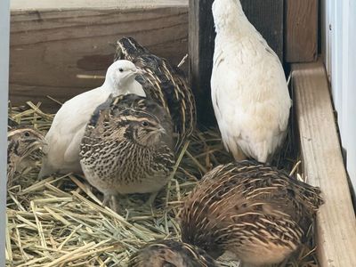 Jumbo Coturnix Quail