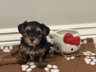Baby Yorkie Puppies