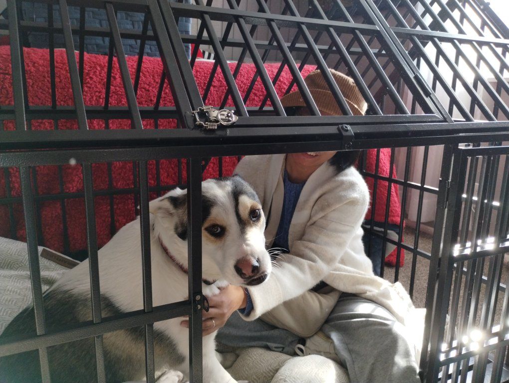 Large dog kennel