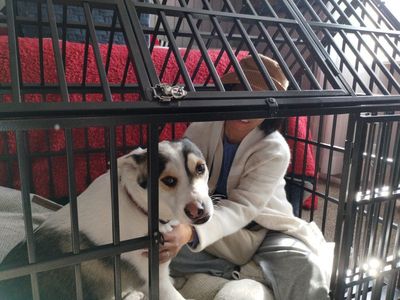 Large dog kennel
