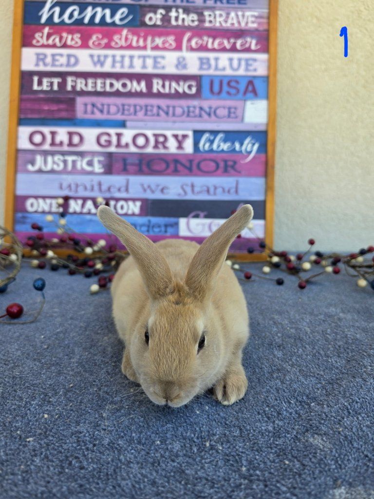 Lilac Tan American Sable and opal Rabbit - Male, Young, Show Quality