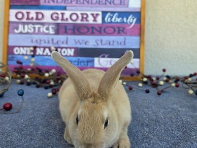 Lilac Tan American Sable and opal Rabbit - Male, Young, Show Quality