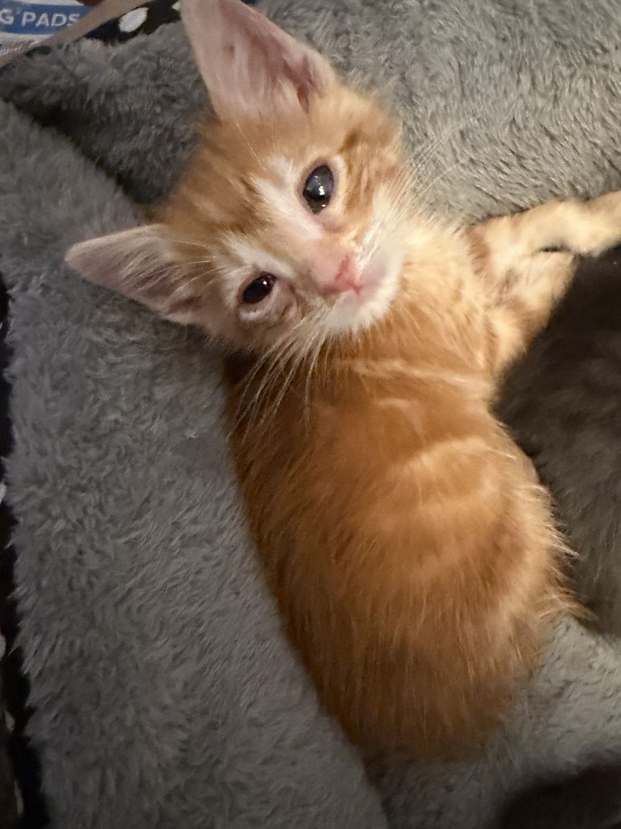 Orange Kitten Looking for His Forever Home 🧡
