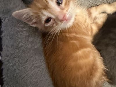 Orange Kitten Looking for His Forever Home 🧡