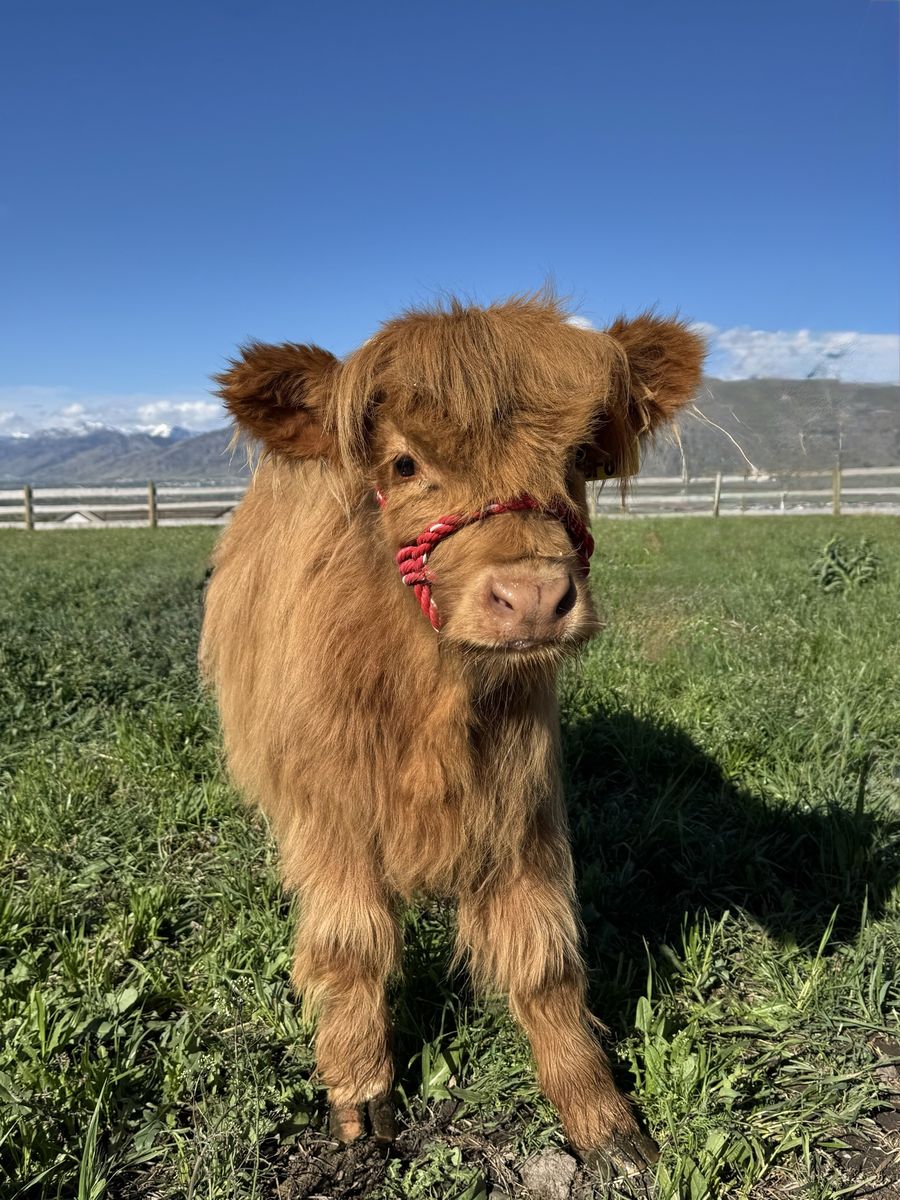 Sweet Highland Heifer Calf