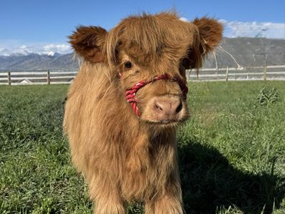 Sweet Highland Heifer Calf
