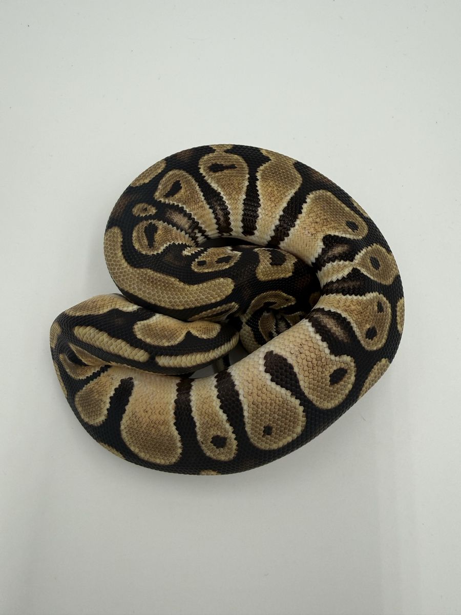 Main image 4