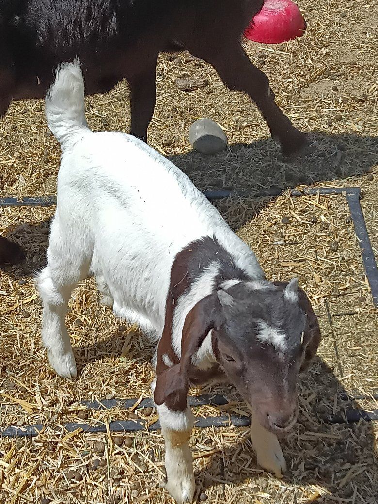 abga 100% doeling sale/trade